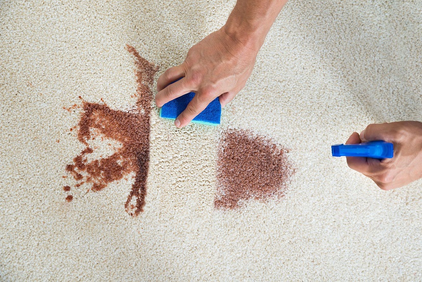 steamaid Carpet Stain Removal service
